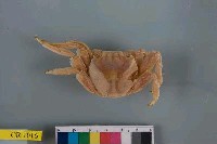 藏品(白紋方蟹)的圖片